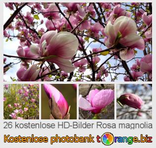 Bilddatenbank tOrange bietet kostenlosen Fotos aus dem Bereich:  rosa-magnolia