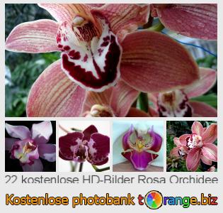 Bilddatenbank tOrange bietet kostenlosen Fotos aus dem Bereich:  rosa-orchidee