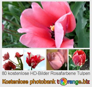 Bilddatenbank tOrange bietet kostenlosen Fotos aus dem Bereich:  rosafarbene-tulpen