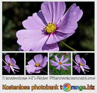 Bilddatenbank tOrange bietet kostenlosen Fotos aus dem Bereich:  pflanzenkosmosblume