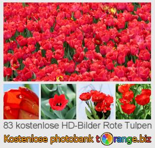 Bilddatenbank tOrange bietet kostenlosen Fotos aus dem Bereich:  rote-tulpen