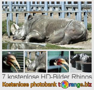 Bilddatenbank tOrange bietet kostenlosen Fotos aus dem Bereich:  rhinos