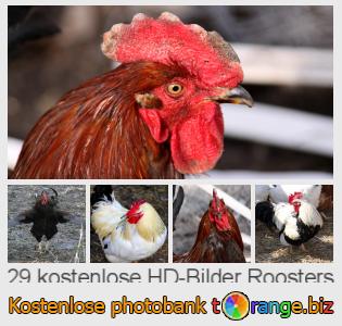 Bilddatenbank tOrange bietet kostenlosen Fotos aus dem Bereich:  roosters
