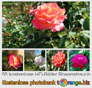 Bilddatenbank tOrange bietet kostenlosen Fotos aus dem Bereich:  rosenstrauch