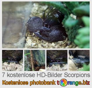 Bilddatenbank tOrange bietet kostenlosen Fotos aus dem Bereich:  scorpions