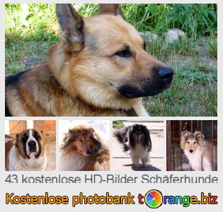 Bilddatenbank tOrange bietet kostenlosen Fotos aus dem Bereich:  schäferhunde