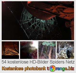Bilddatenbank tOrange bietet kostenlosen Fotos aus dem Bereich:  spiders-netz