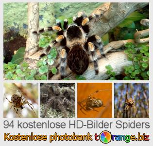 Bilddatenbank tOrange bietet kostenlosen Fotos aus dem Bereich:  spiders