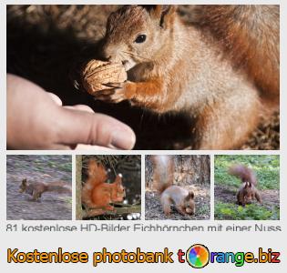 Bilddatenbank tOrange bietet kostenlosen Fotos aus dem Bereich:  eichhörnchen-mit-einer-nuss