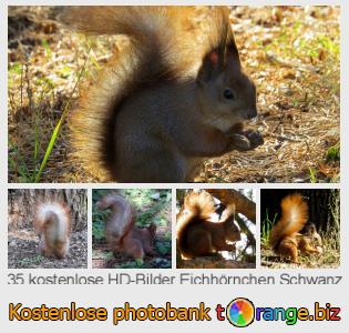 Bilddatenbank tOrange bietet kostenlosen Fotos aus dem Bereich:  eichhörnchen-schwanz