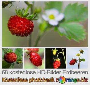 Bilddatenbank tOrange bietet kostenlosen Fotos aus dem Bereich:  erdbeeren