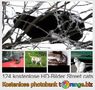 Bilddatenbank tOrange bietet kostenlosen Fotos aus dem Bereich:  straßenkatzen