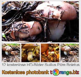Bilddatenbank tOrange bietet kostenlosen Fotos aus dem Bereich:  suillus-pilze-boletus