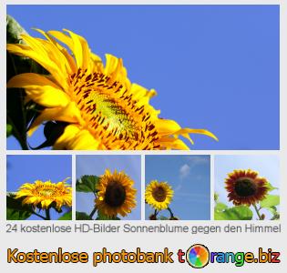Bilddatenbank tOrange bietet kostenlosen Fotos aus dem Bereich:  sonnenblume-gegen-den-himmel