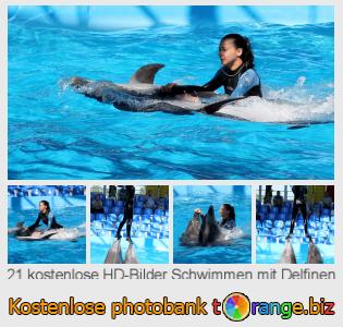 Bilddatenbank tOrange bietet kostenlosen Fotos aus dem Bereich:  schwimmen-mit-delfinen