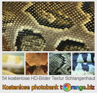 Bilddatenbank tOrange bietet kostenlosen Fotos aus dem Bereich:  textur-schlangenhaut
