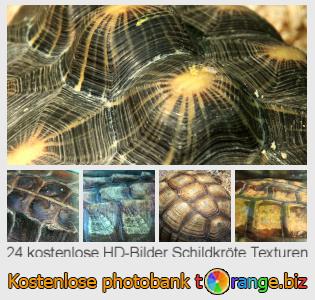 Bilddatenbank tOrange bietet kostenlosen Fotos aus dem Bereich:  schildkröte-texturen