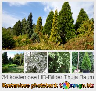 Bilddatenbank tOrange bietet kostenlosen Fotos aus dem Bereich:  thuja-baum