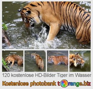 Bilddatenbank tOrange bietet kostenlosen Fotos aus dem Bereich:  tiger-im-wasser