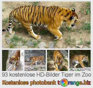 Bilddatenbank tOrange bietet kostenlosen Fotos aus dem Bereich:  tiger-im-zoo