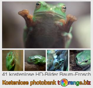 Bilddatenbank tOrange bietet kostenlosen Fotos aus dem Bereich:  baum-frosch