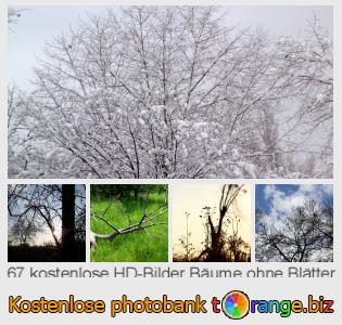 Bilddatenbank tOrange bietet kostenlosen Fotos aus dem Bereich:  bäume-ohne-blätter