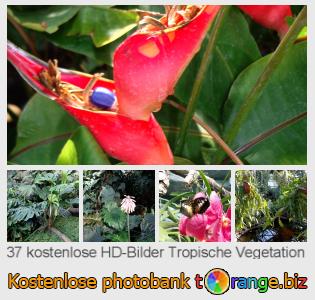 Bilddatenbank tOrange bietet kostenlosen Fotos aus dem Bereich:  tropische-vegetation