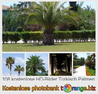 Bilddatenbank tOrange bietet kostenlosen Fotos aus dem Bereich:  türkisch-palmen