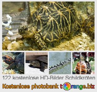 Bilddatenbank tOrange bietet kostenlosen Fotos aus dem Bereich:  schildkröten