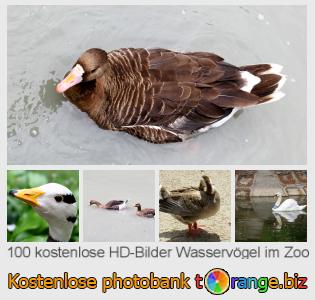 Bilddatenbank tOrange bietet kostenlosen Fotos aus dem Bereich:  wasservögel-im-zoo