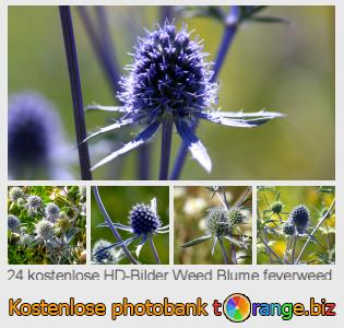 Bilddatenbank tOrange bietet kostenlosen Fotos aus dem Bereich:  weed-blume-feverweed