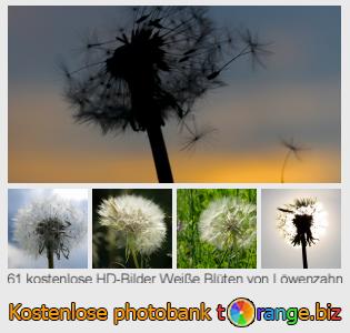 Bilddatenbank tOrange bietet kostenlosen Fotos aus dem Bereich:  weiße-blüten-von-löwenzahn