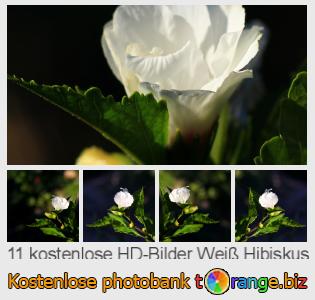 Bilddatenbank tOrange bietet kostenlosen Fotos aus dem Bereich:  weiß-hibiskus