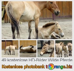 Bilddatenbank tOrange bietet kostenlosen Fotos aus dem Bereich:  wilde-pferde