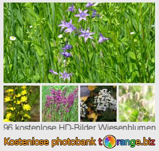 Bilddatenbank tOrange bietet kostenlosen Fotos aus dem Bereich:  wiesenblumen