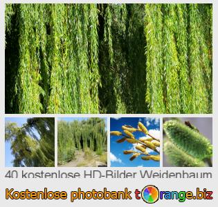 Bilddatenbank tOrange bietet kostenlosen Fotos aus dem Bereich:  weidenbaum