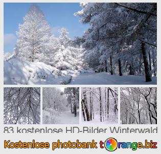 Bilddatenbank tOrange bietet kostenlosen Fotos aus dem Bereich:  winterwald