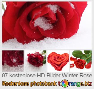 Bilddatenbank tOrange bietet kostenlosen Fotos aus dem Bereich:  winter-rose