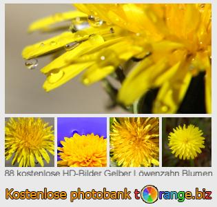 Bilddatenbank tOrange bietet kostenlosen Fotos aus dem Bereich:  gelber-löwenzahn-blumen