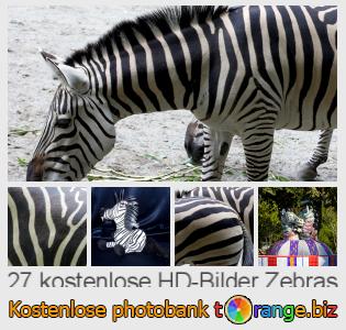 Bilddatenbank tOrange bietet kostenlosen Fotos aus dem Bereich:  zebras