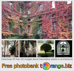 images free photo bank tOrange offers free photos from the section:  decorative-plants-architecture