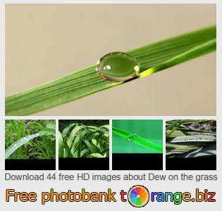 images free photo bank tOrange offers free photos from the section:  dew-grass