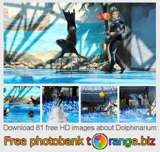images free photo bank tOrange offers free photos from the section:  dolphinarium