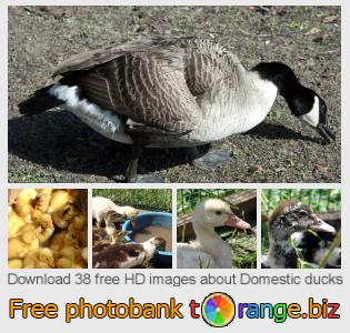 images free photo bank tOrange offers free photos from the section:  domestic-ducks
