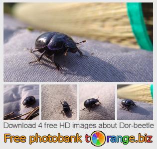 images free photo bank tOrange offers free photos from the section:  dor-beetle