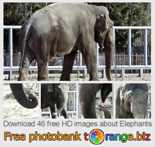 images free photo bank tOrange offers free photos from the section:  elephants