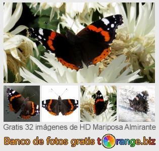 Banco de imagen tOrange ofrece fotos gratis de la sección:  mariposa-almirante