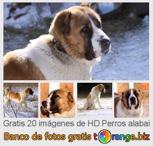 Banco de imagen tOrange ofrece fotos gratis de la sección:  perros-alabai