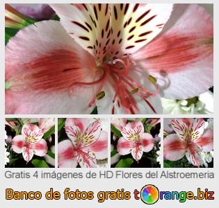 Banco de imagen tOrange ofrece fotos gratis de la sección:  flores-del-alstroemeria