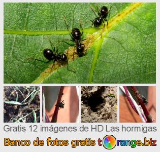 Banco de imagen tOrange ofrece fotos gratis de la sección:  las-hormigas